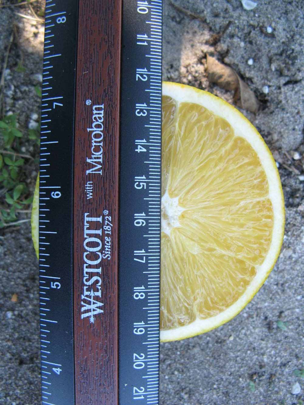              Fruit cross-section (Winter Haven, FL)       